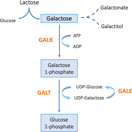 The Leloir pathway of galactose metabolism. GALK, galactokinase; GALT, galactose 1-phosphate uridyltransferase; GALE, UDP-galactose 4′-epimerase.