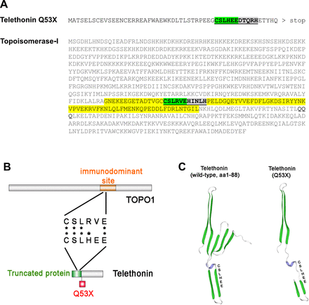 Illustration showing that mutant telethonin shares significant homology with the immunodominant epitope of topoisomerase-I, recognised by anti-topoisomerase-I antibodies. (A) Mutant telethonin (c.157C>T, Q53X) and Topoisomerase-I amino acid sequences. Highlighted yellow labels the immunodominant site of topoisomerase-I comprising aa489-573; underlined and bold are the sequences of 11 amino acids which show significant homology between both proteins; highlighted green shows a 6-peptide region where 5 out of 6 amino acids are either the same, or electrically equivalent. (B) Schematic illustration showing the position of the telethonin sequence with homology to the TOPO1 immunodominant site. (C) Illustration showing ribbon presentation of the 3D Protein structures generated using the software of the SWISS-MODEL server (https://swissmodel.expasy.org) of the N-terminal region of wild-type (aa 1–88) and mutant Telethonin (truncated at aa 53) shows that protein truncation unfolds an β-harpin (green) and exposes the potentially immunogenic site.